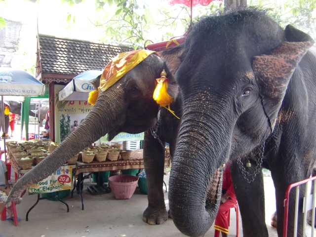 Ayutthaya Elephant